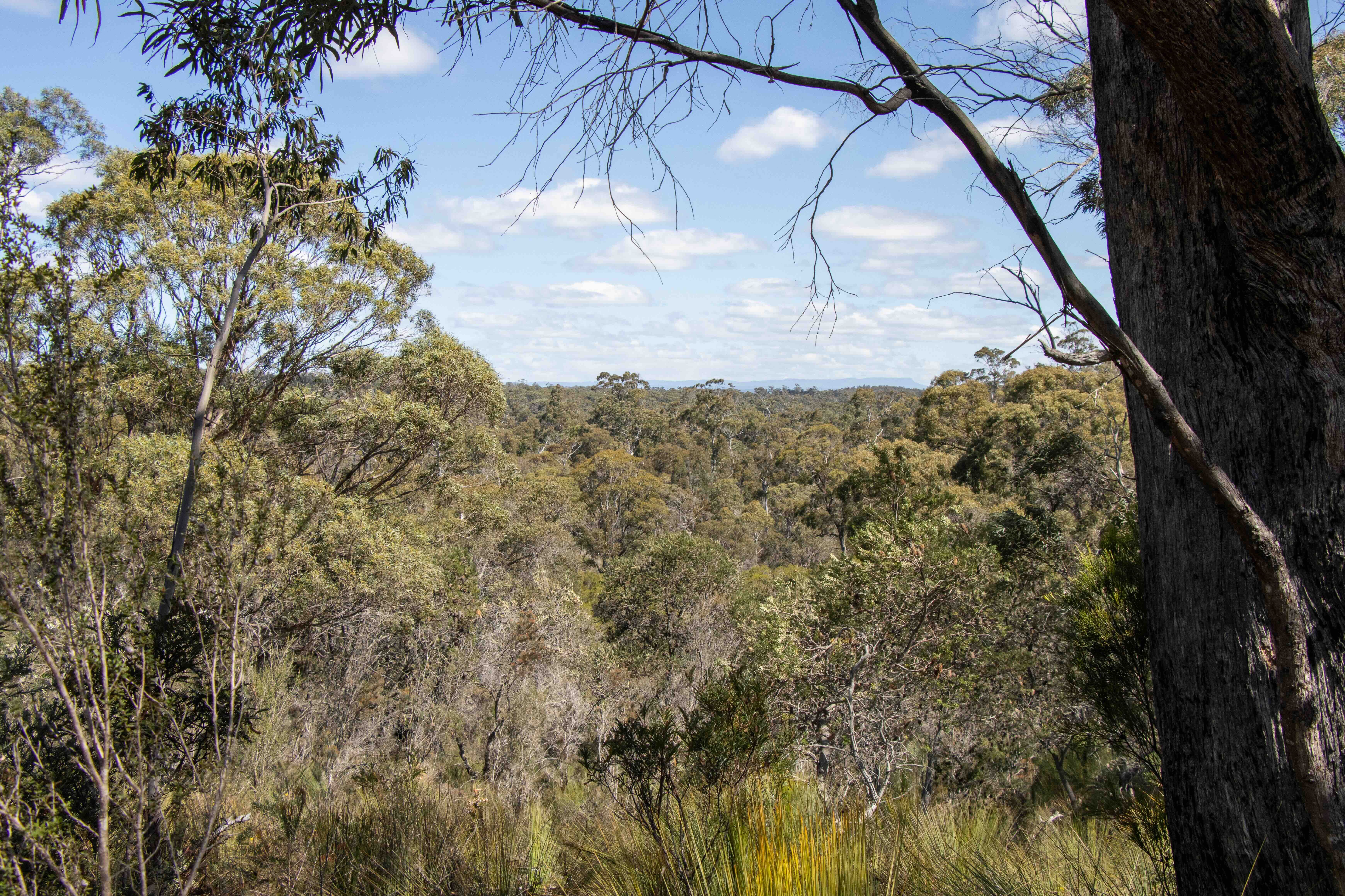 Dense forest with various trees and shrubs under a partly cloudy blue sky.