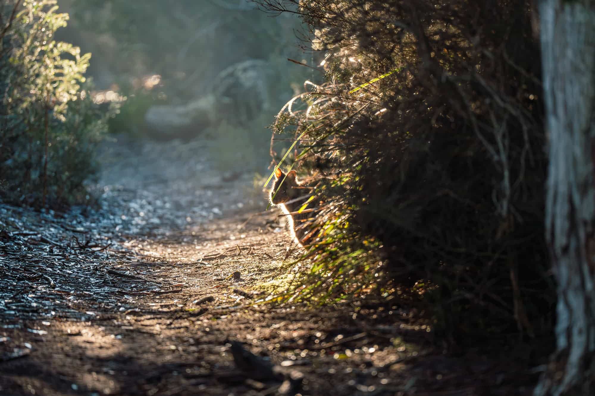 Small wallaby partially hidden in bushes beside a sunlit forest path.