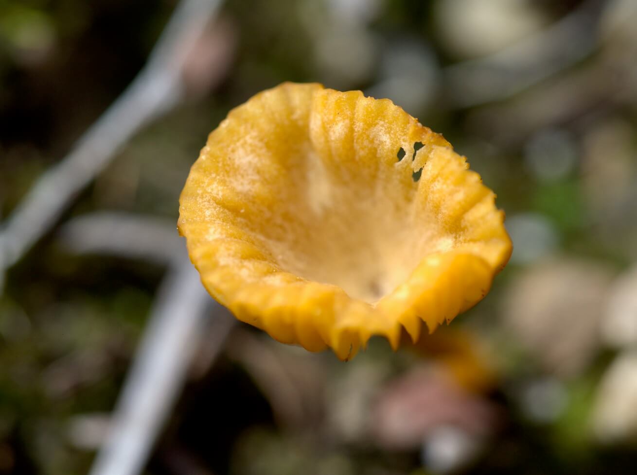 Close-up of a small yellow mushroom with a cup-shaped cap showing slight damage on the edge.